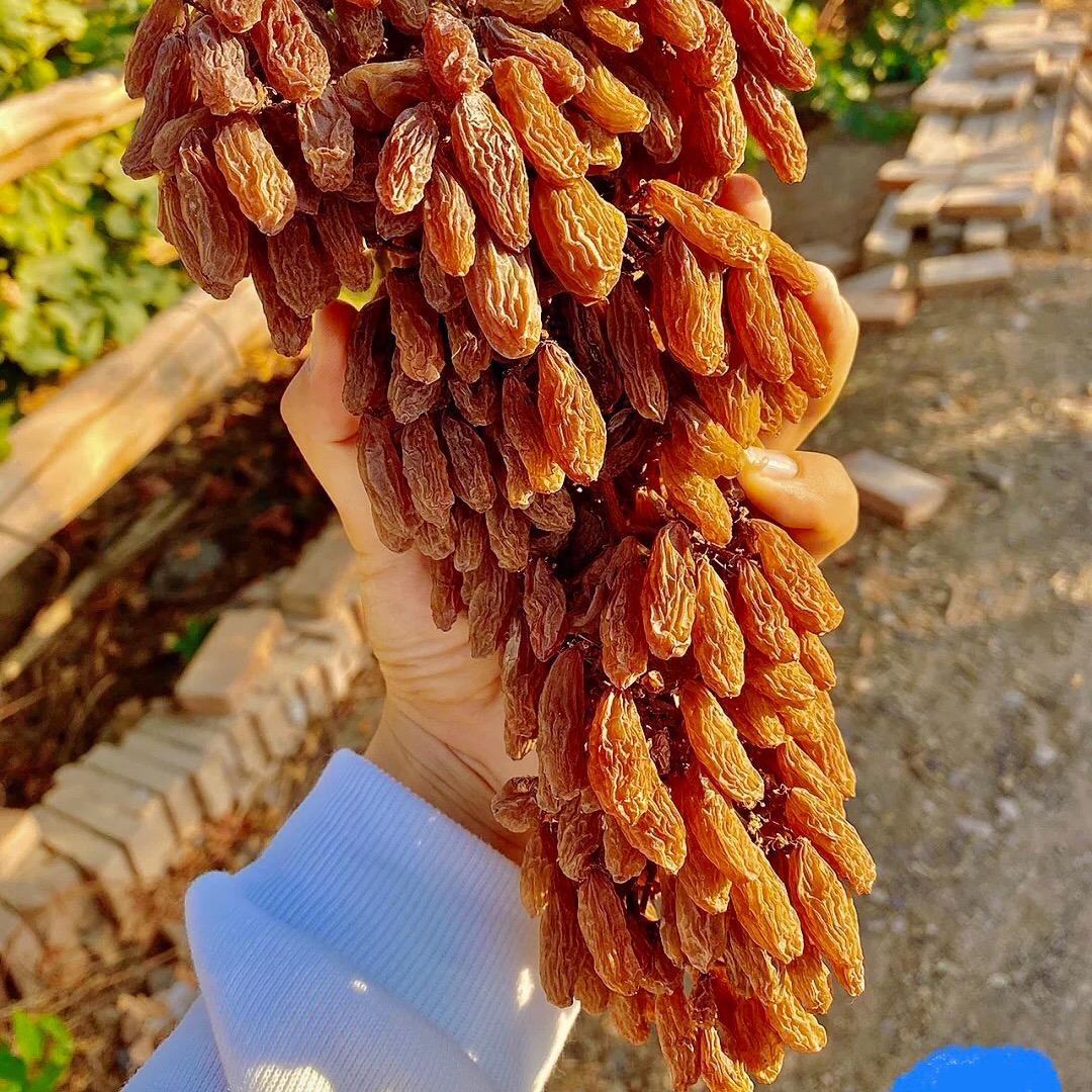 疆果果新疆特产