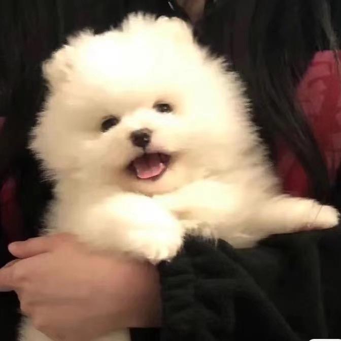 花开富贵了