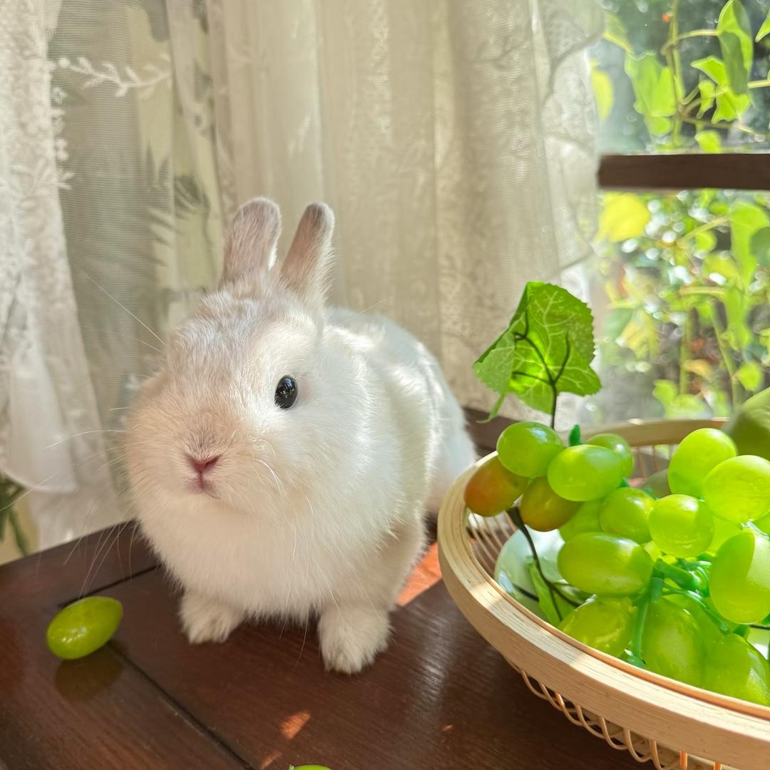 抹茶糯糯（小狗朋友圈）