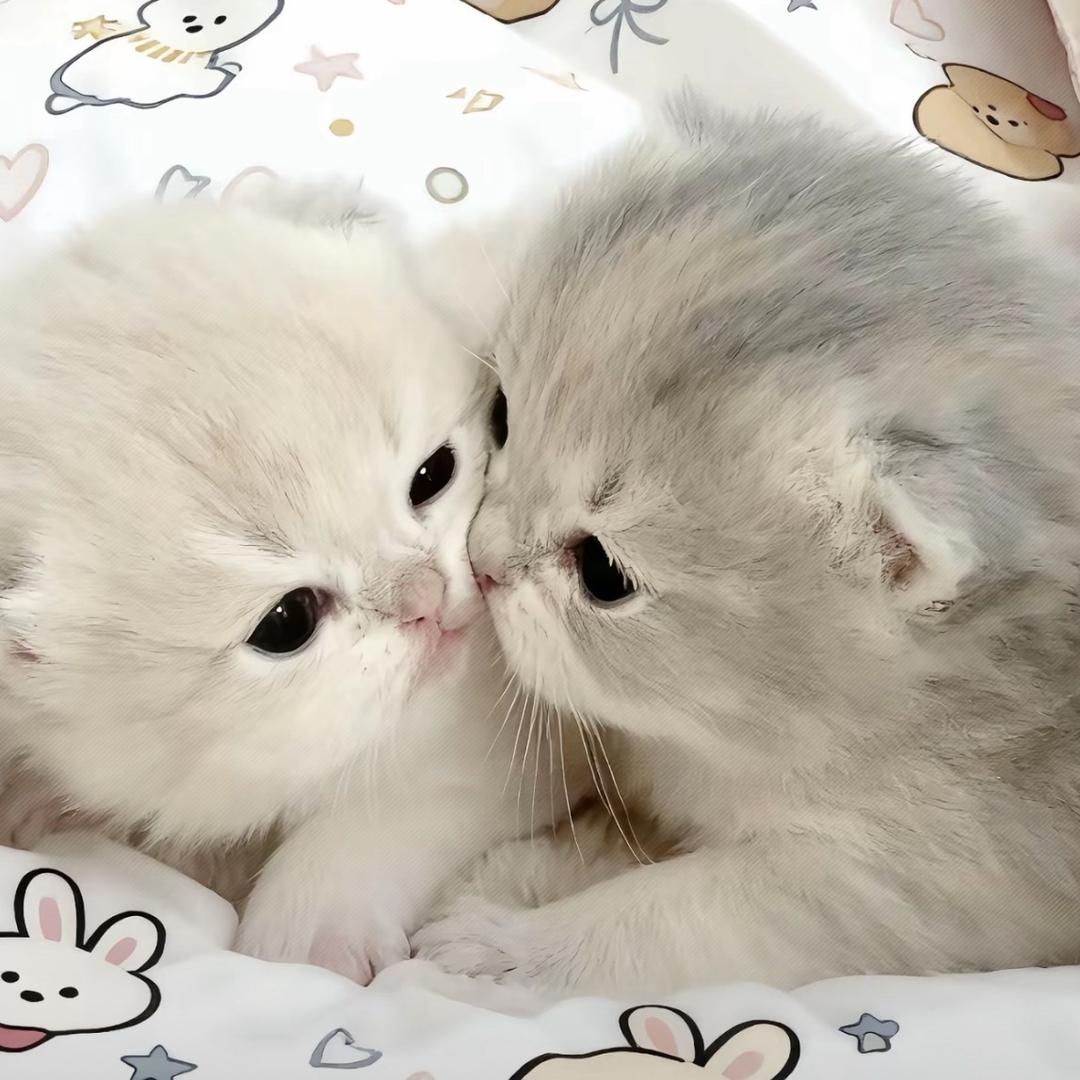 爱睡觉💤