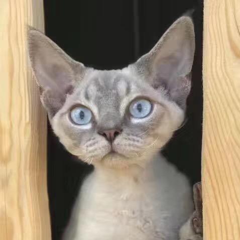 宠莱坞