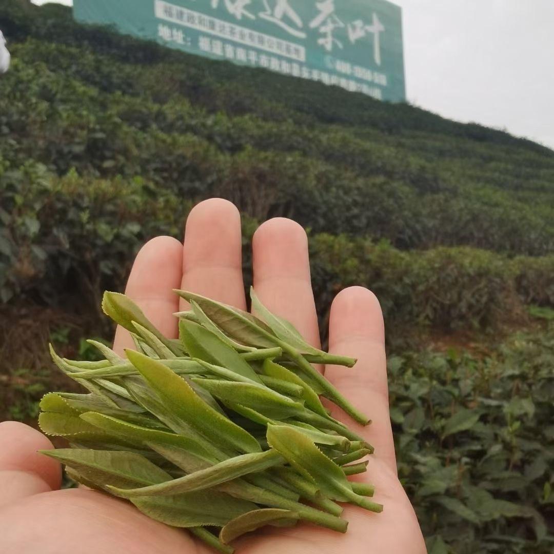 福建政和康达茶业