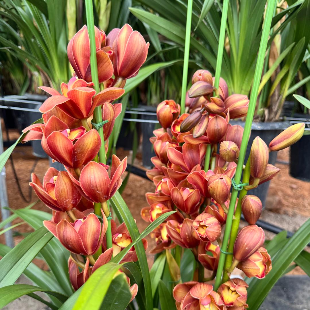 云澜花卉（大花蕙兰#年宵花）