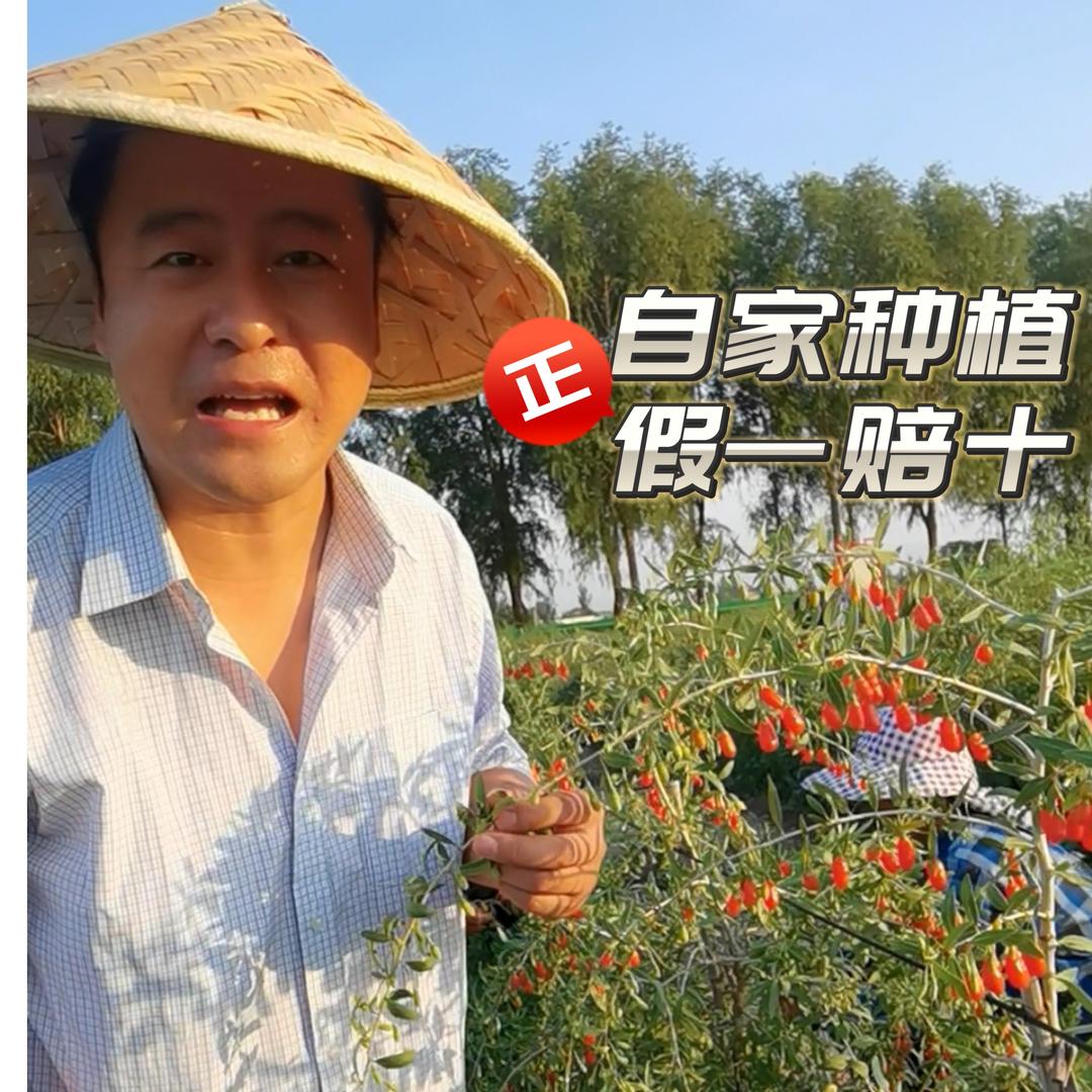 杞乡农人宁夏枸杞