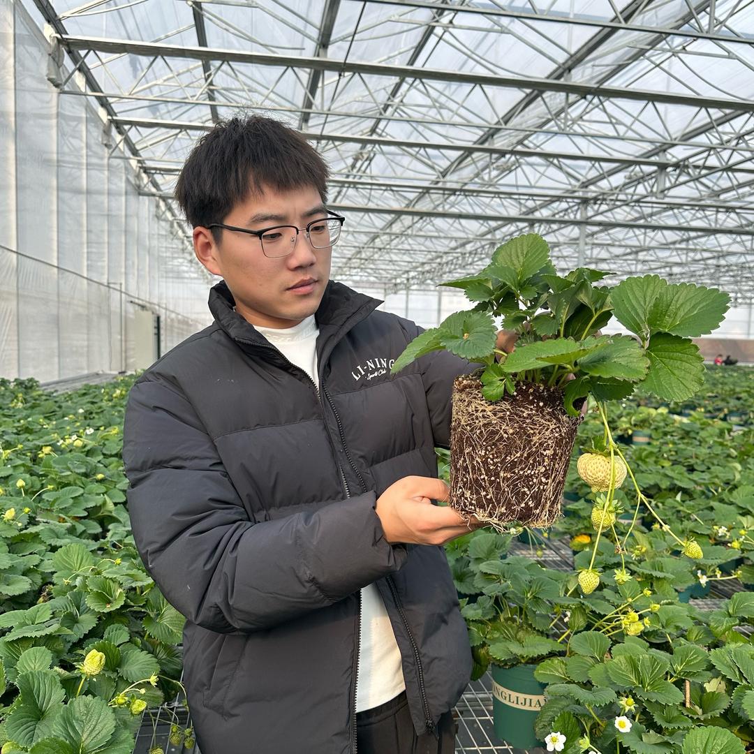 郁先生草莓日常号（果苗供应链）