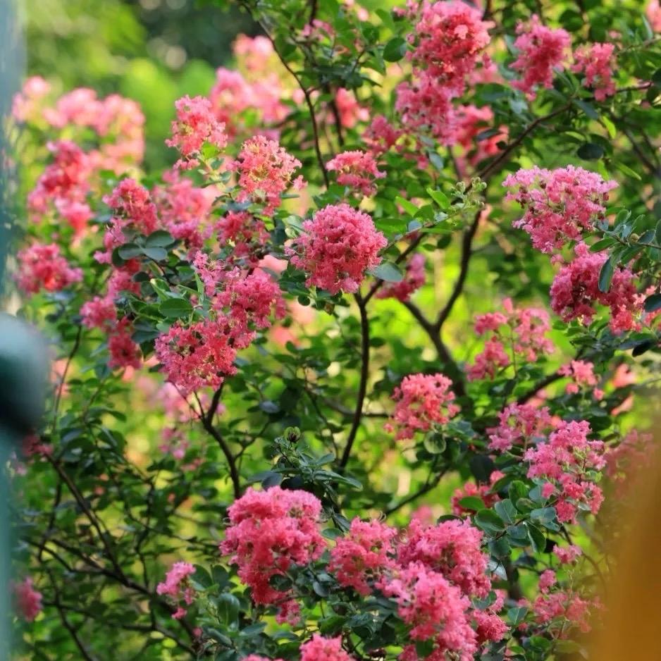 艺威轩花卉园艺