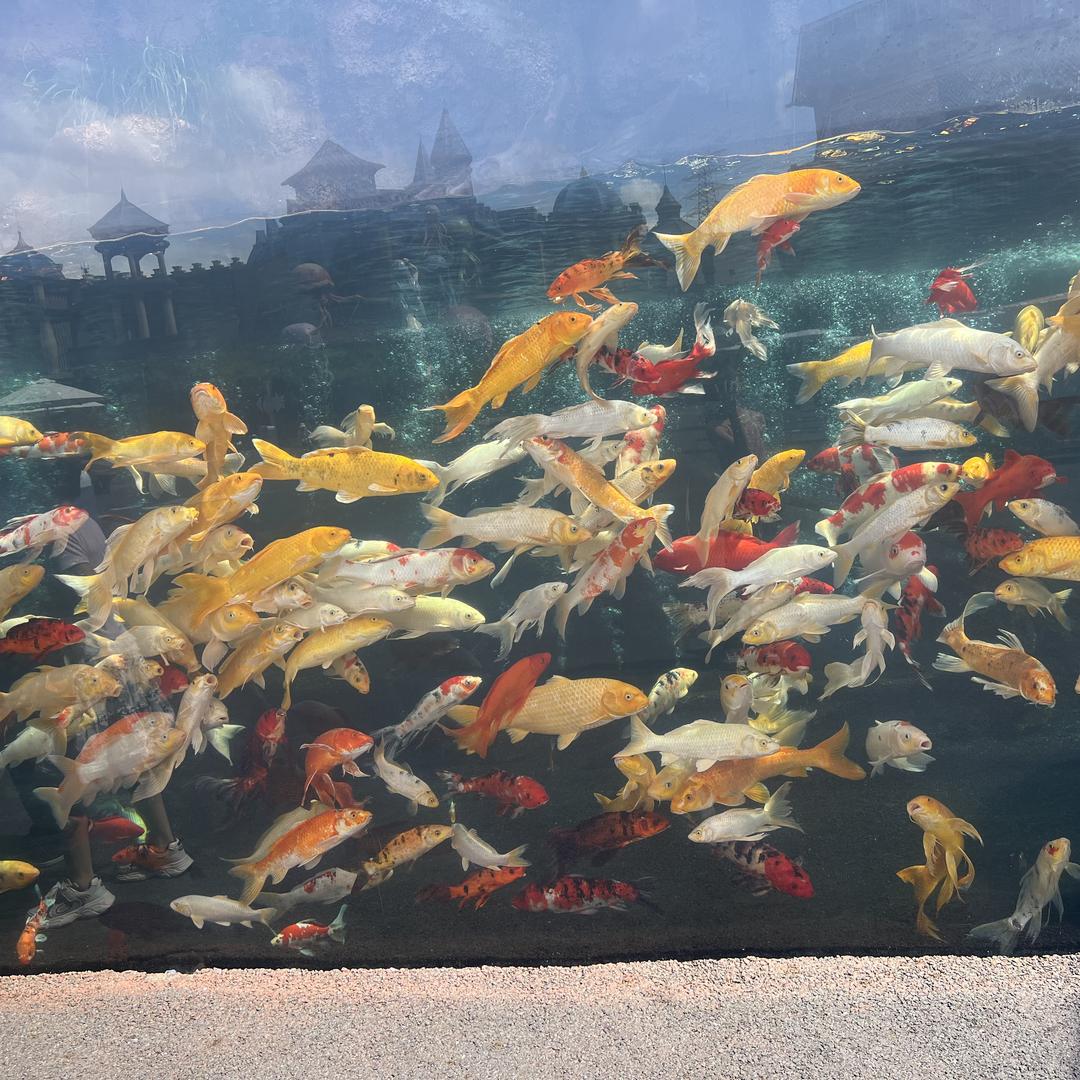 九鱼的多元百货小铺