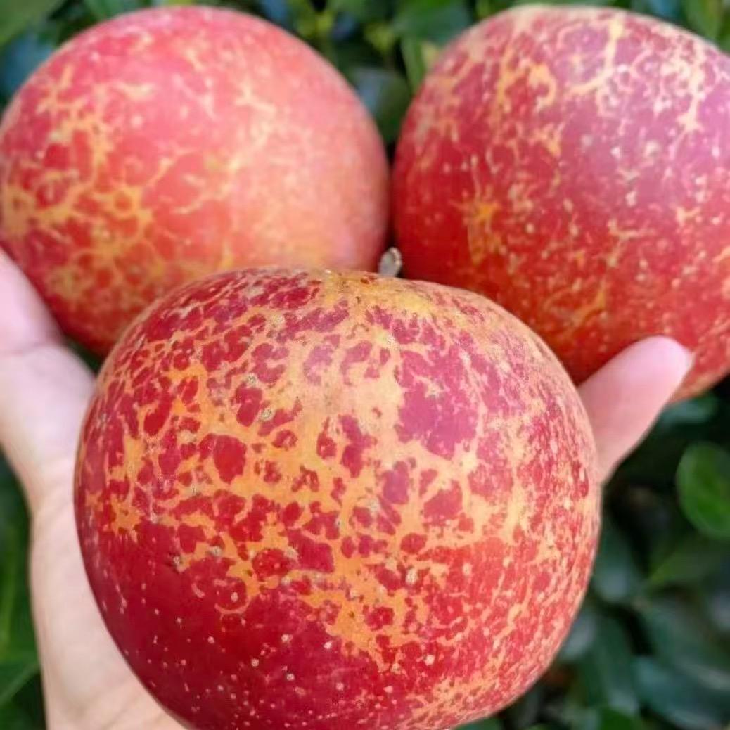 凉山冰糖心丑苹果