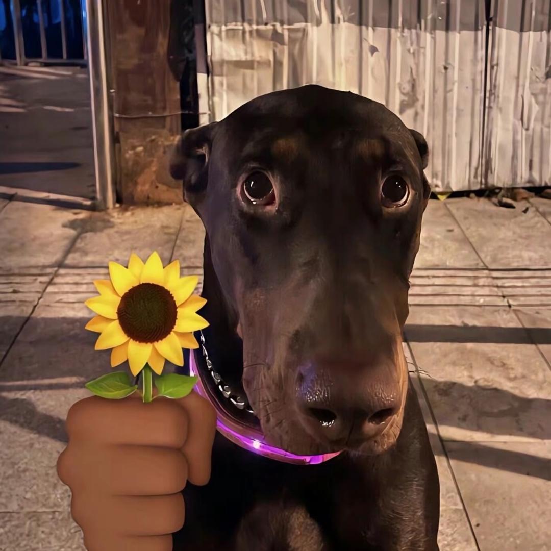 快乐的油炸鸡屎