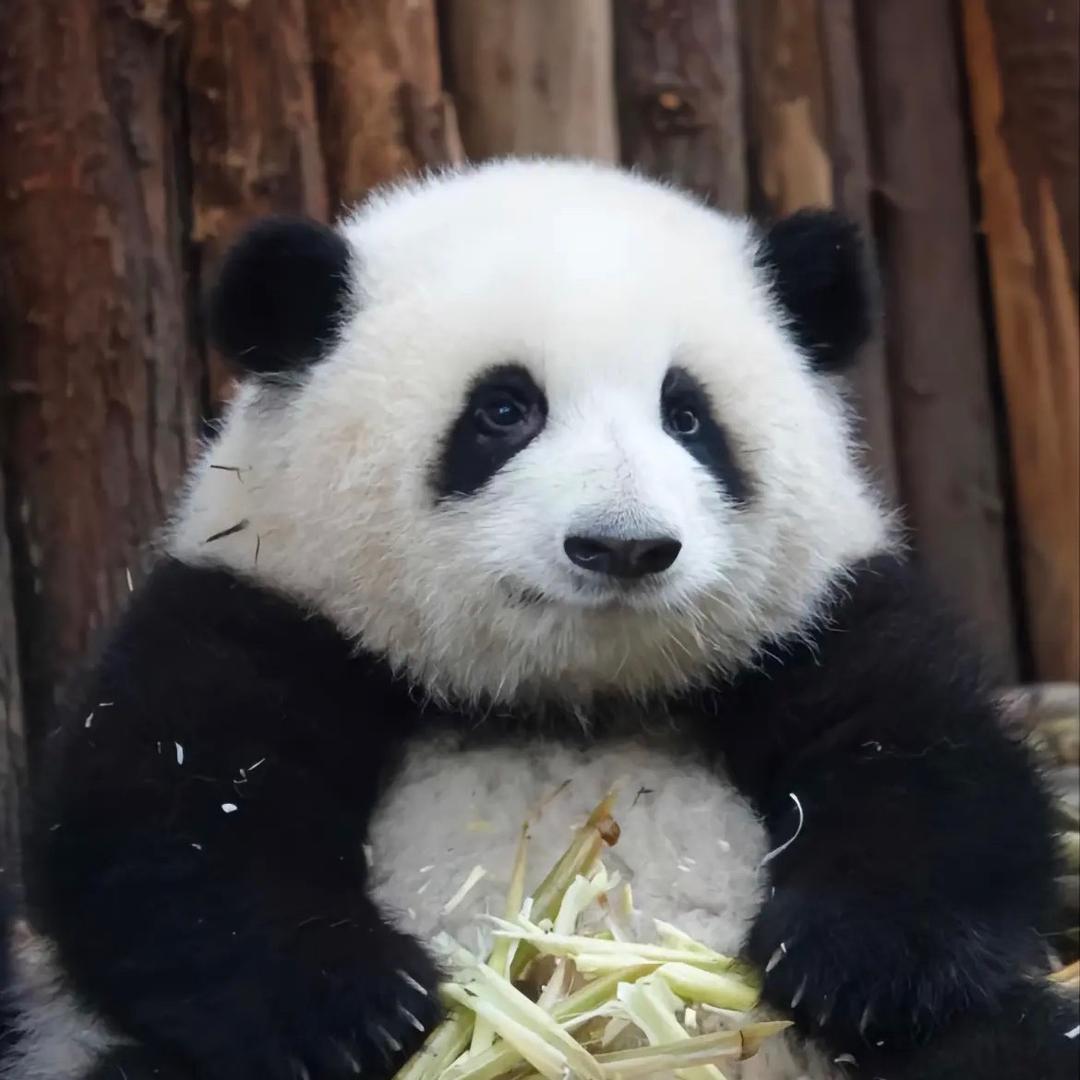 多吃番茄