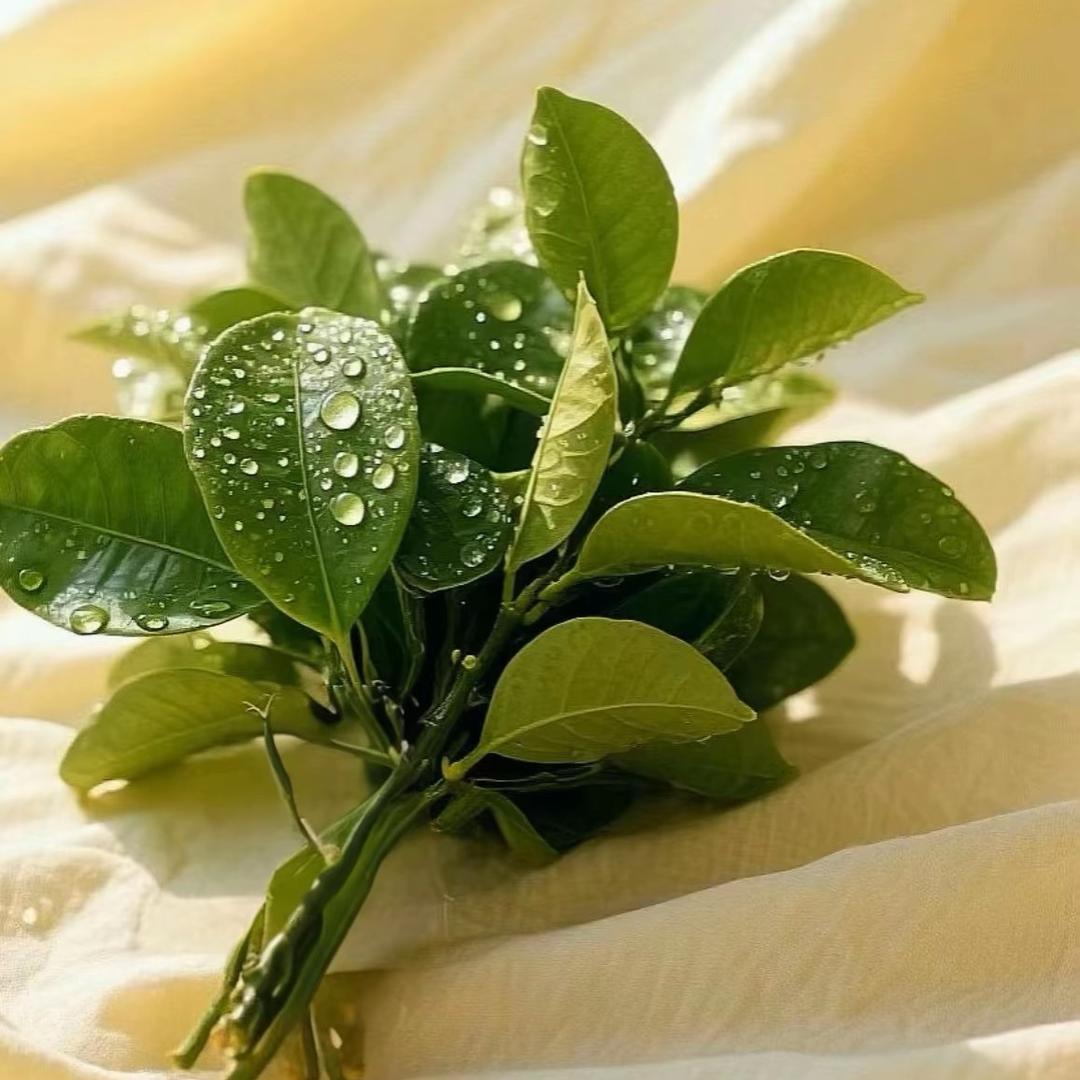 @朱朱妈(橱窗有好物)