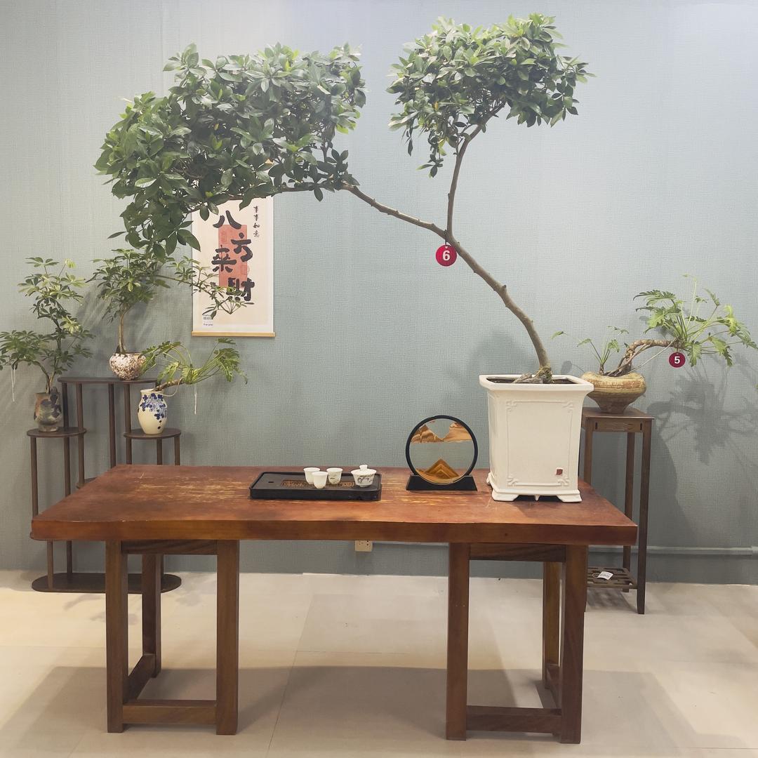 云九霄盆景园艺