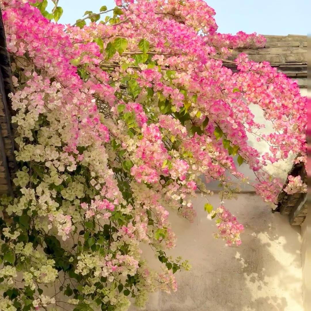 花禧三角梅绿植花卉