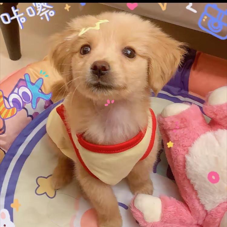 琳琳