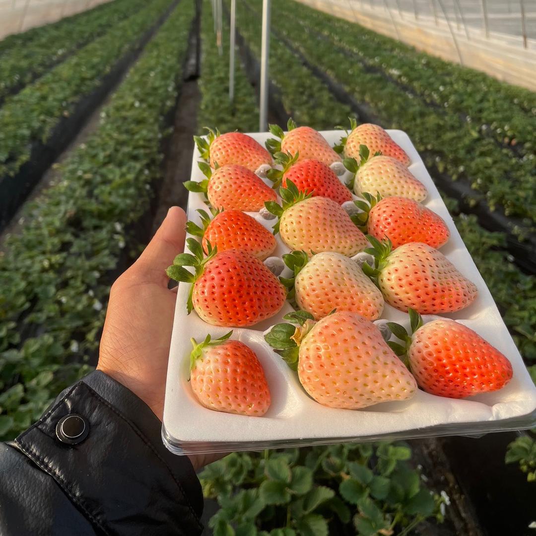 @F先生《宿迁宿豫区新庄草莓种植合作社》