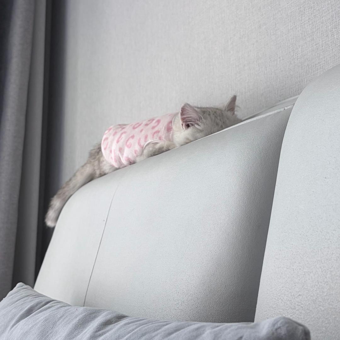 夏日