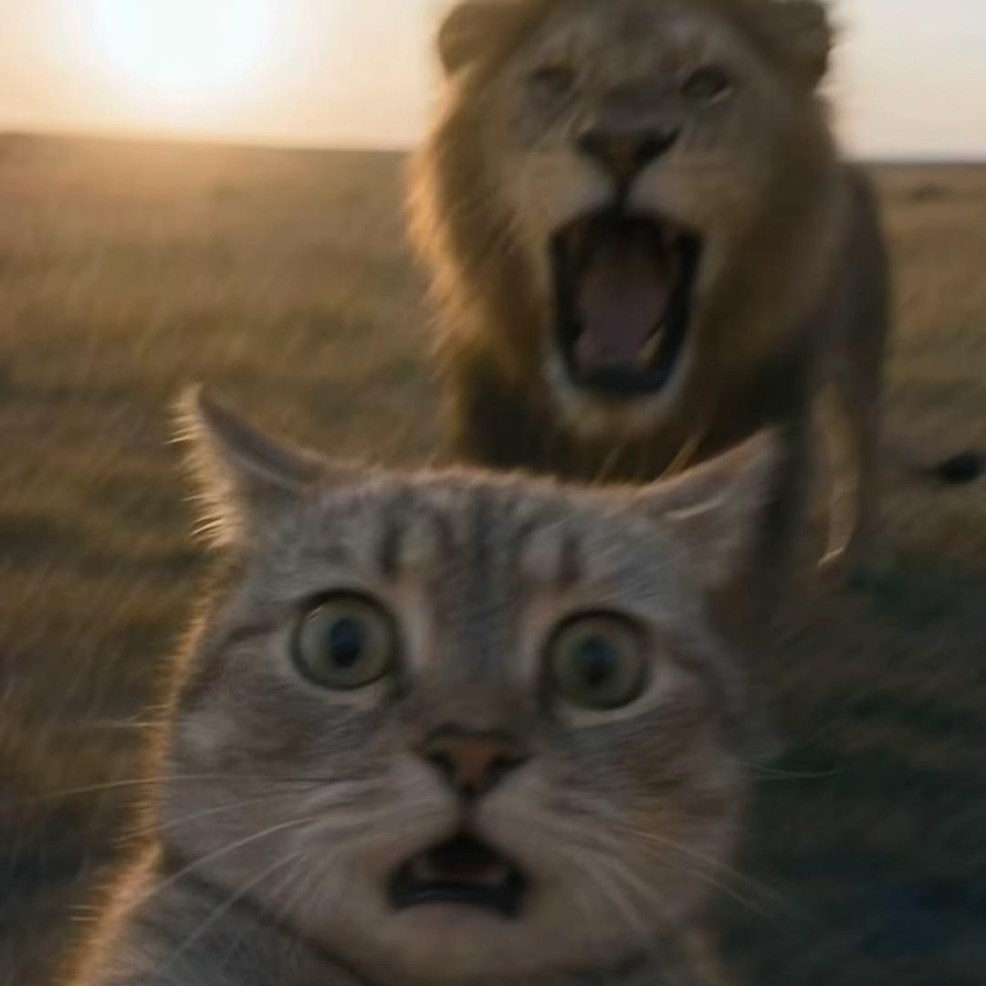 猫毛