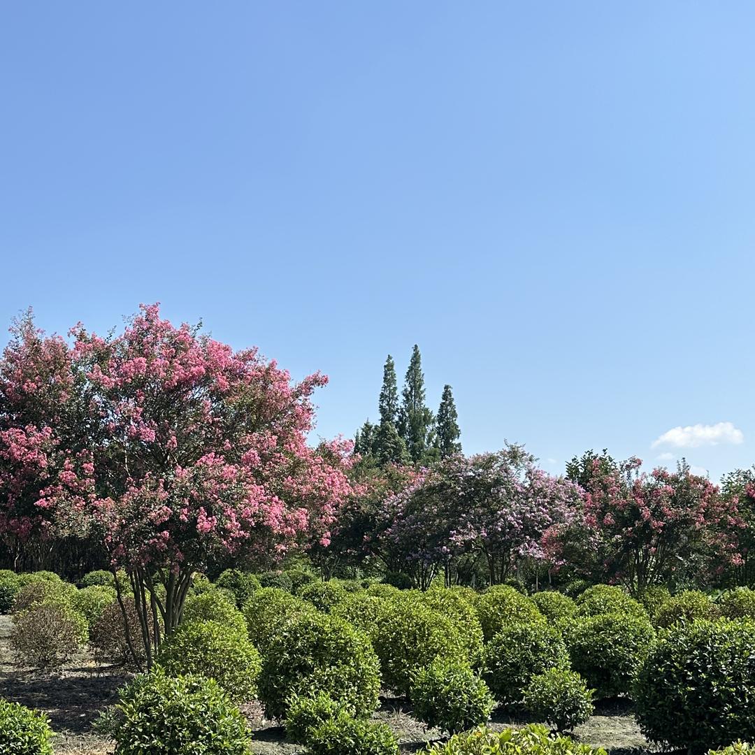 润景花卉农户店