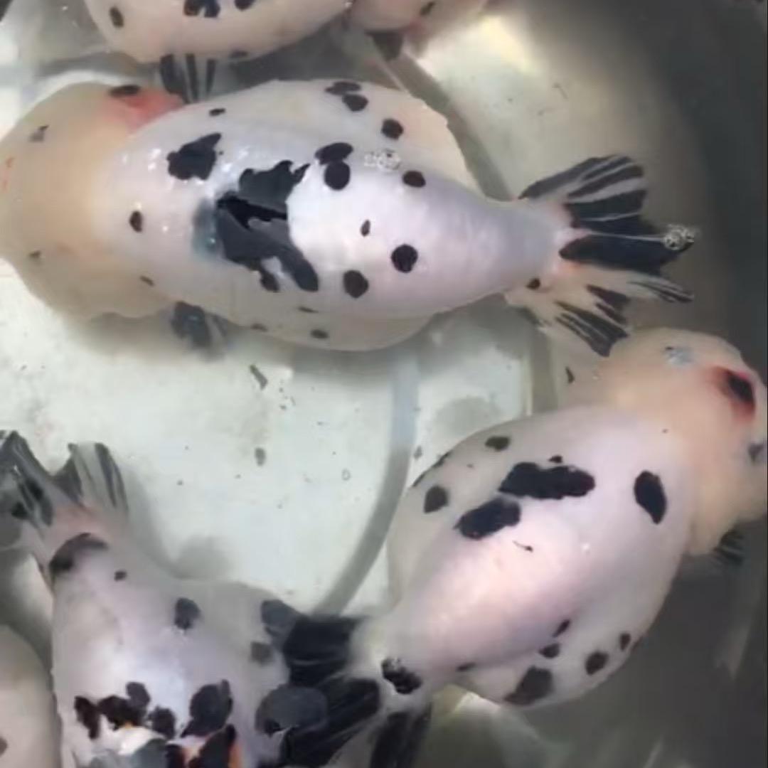 渔鸣兰寿观赏鱼