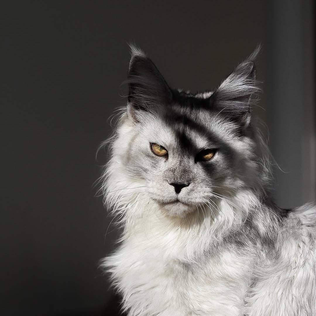 缅因猫舍（俄系）