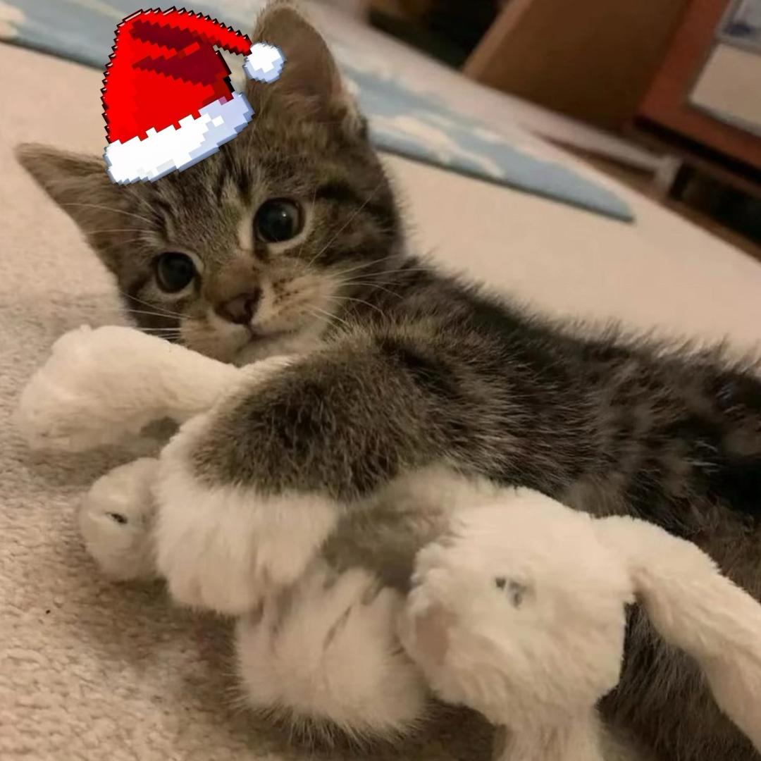 小猫得志