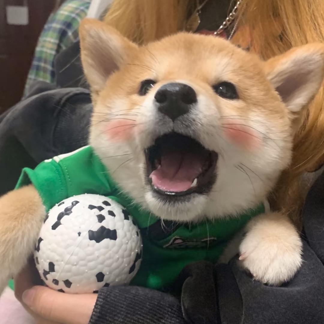 十一宠物（咨询看主页）