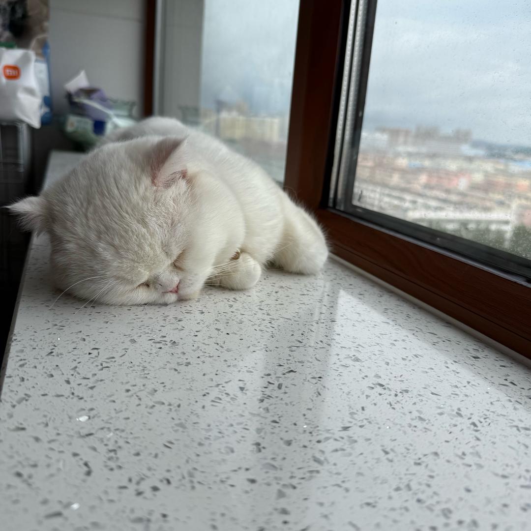 小七儿