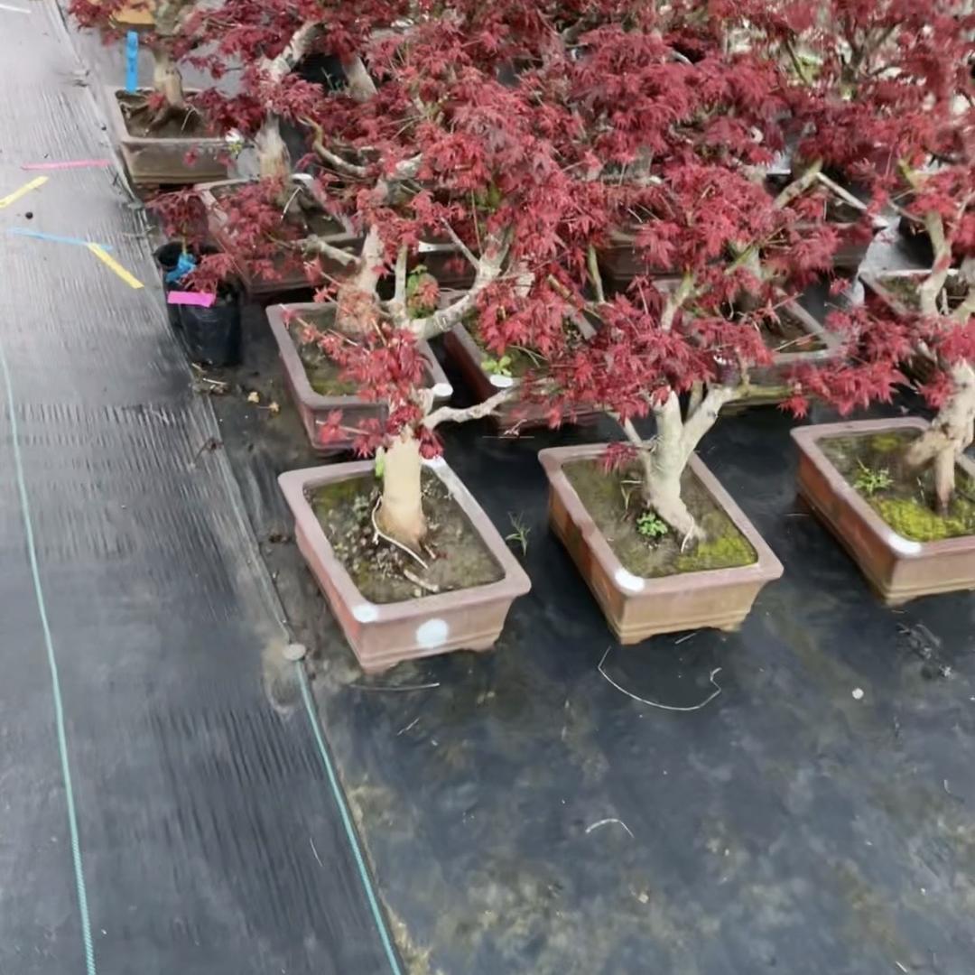 茹曦盆景花卉