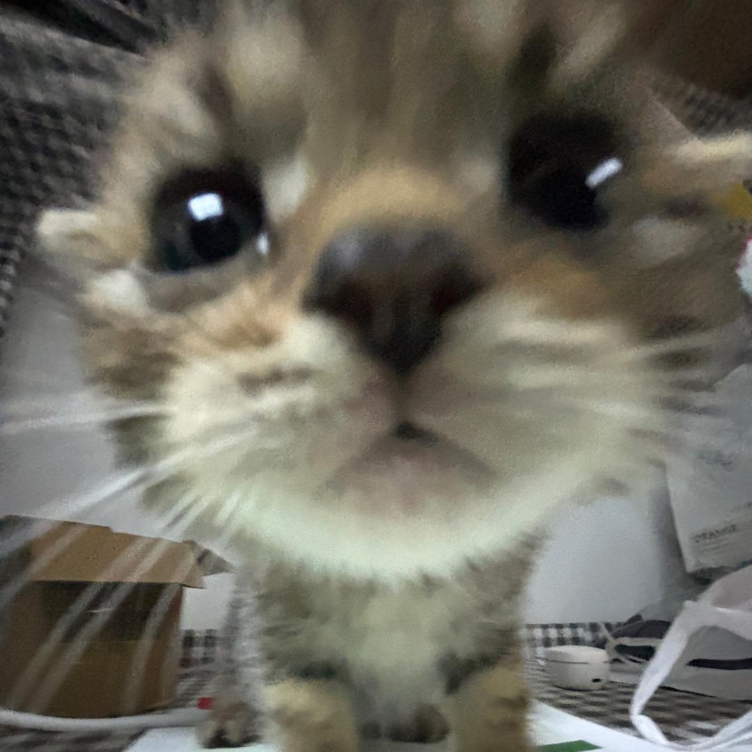 小猫你想干嘛-