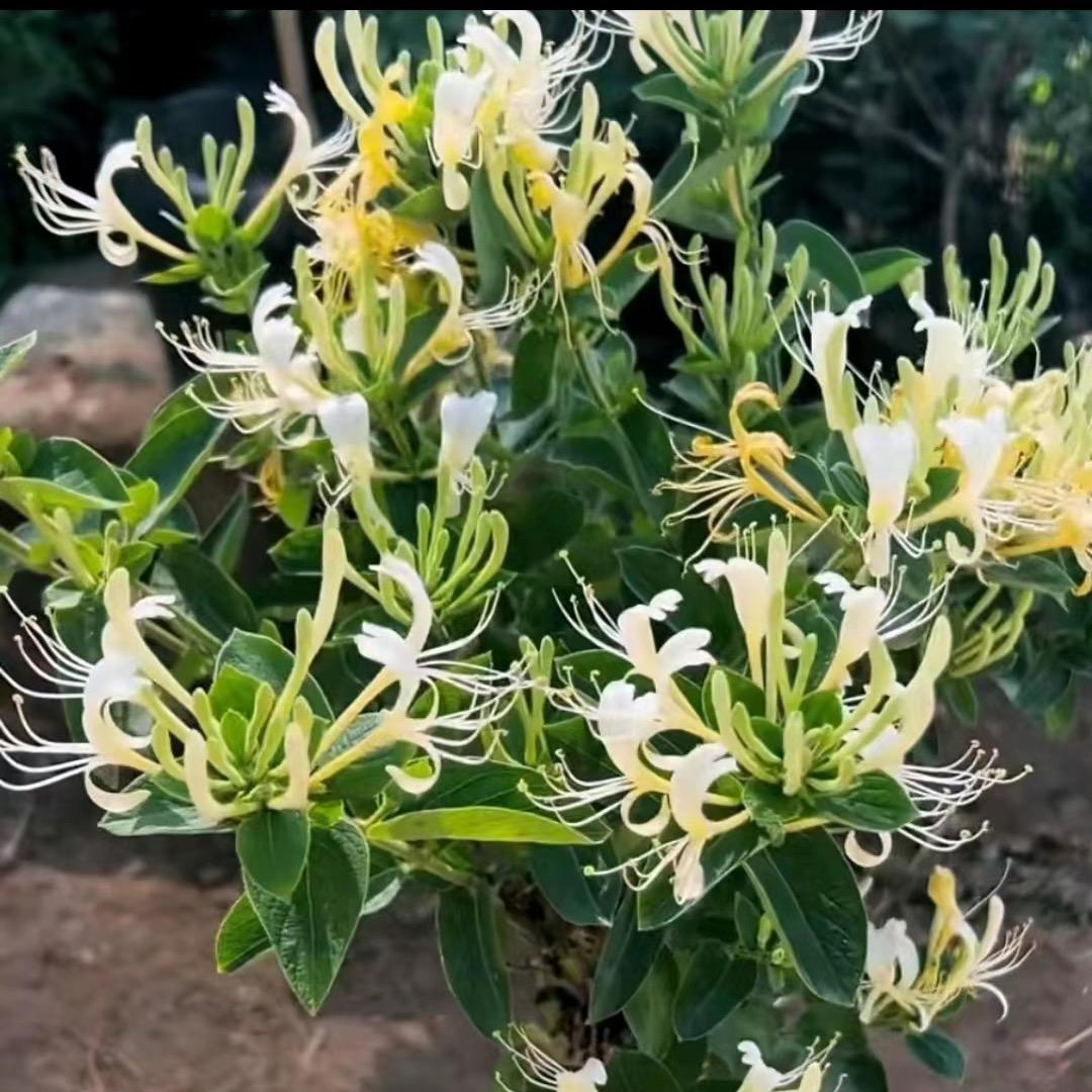 巨汇金银花盆景老桩
