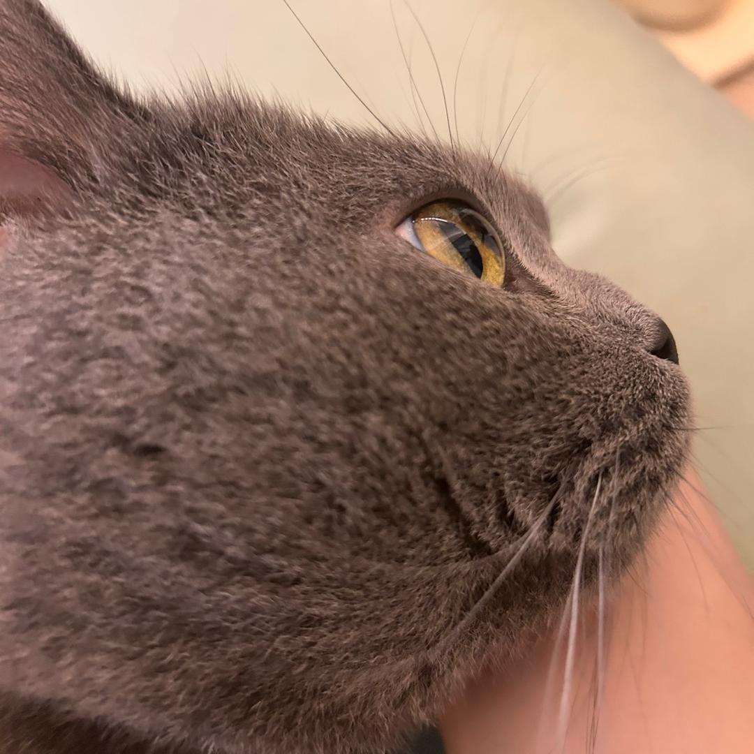 喵星人研究中心