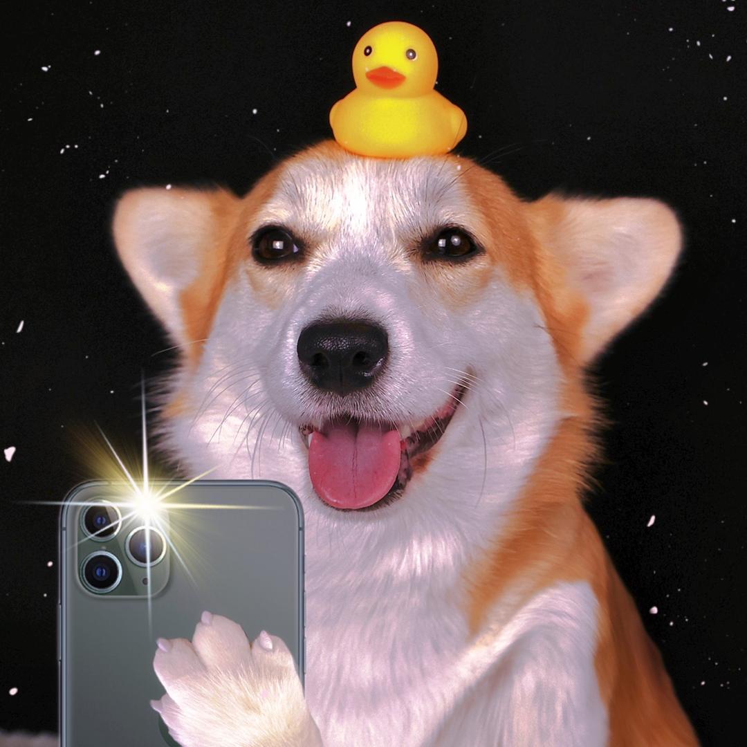 你的苹果基（柯柯）