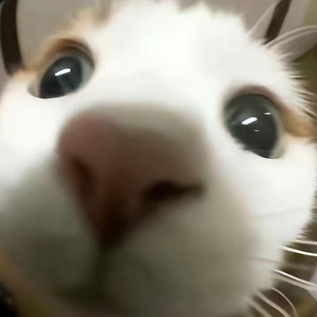 思徽学姐（熊猫校园）