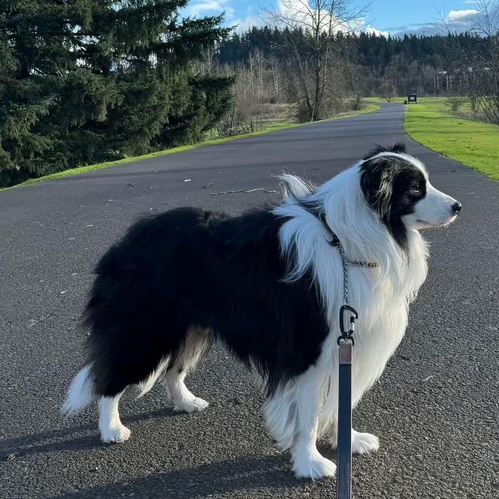 来福萌宠犬舍