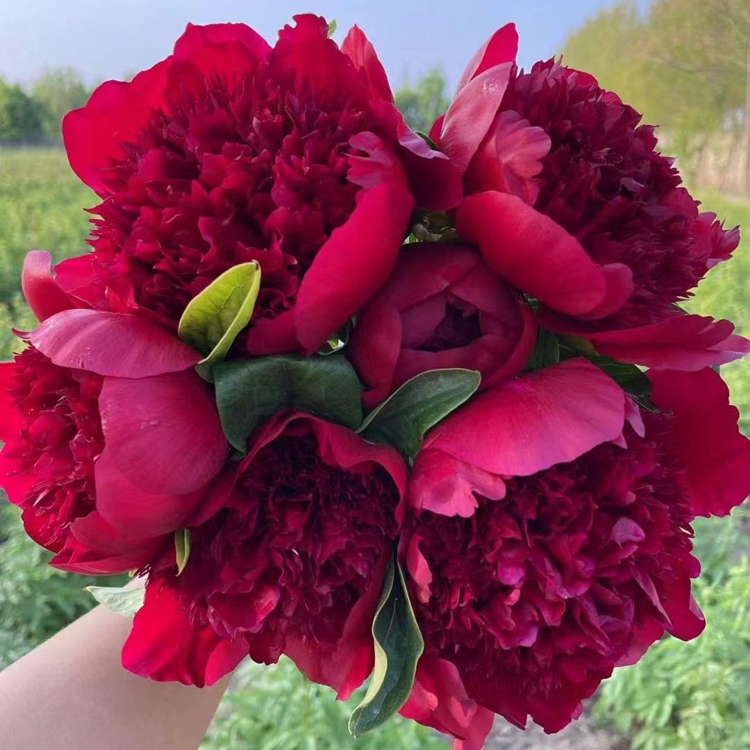 聚成芍药鲜花