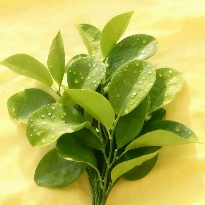 一路🥰生花🇨🇳