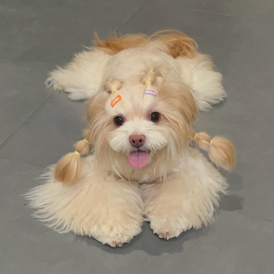 衡阳伴宠家美容师霜霜