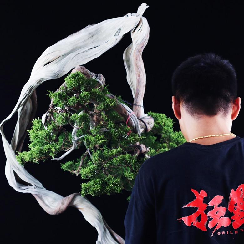 大刘玩盆景