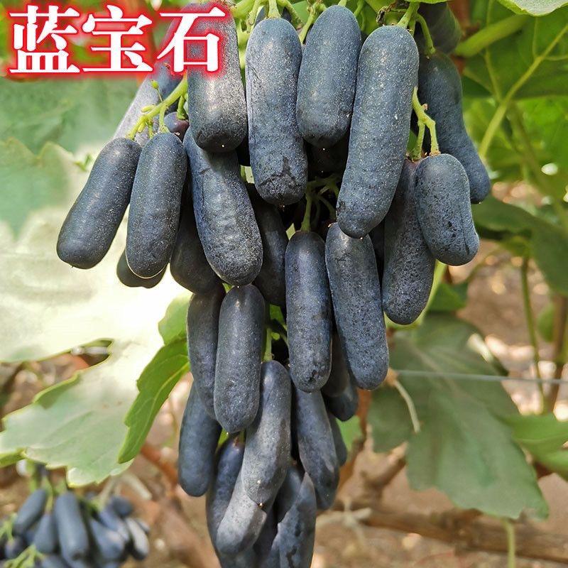 糖糖果树苗木专营店