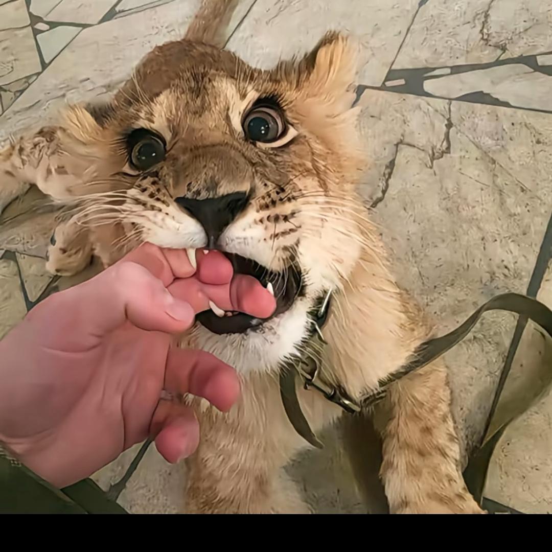 𝓫𝓪𝓲𝓳𝓲𝓪. 🐾