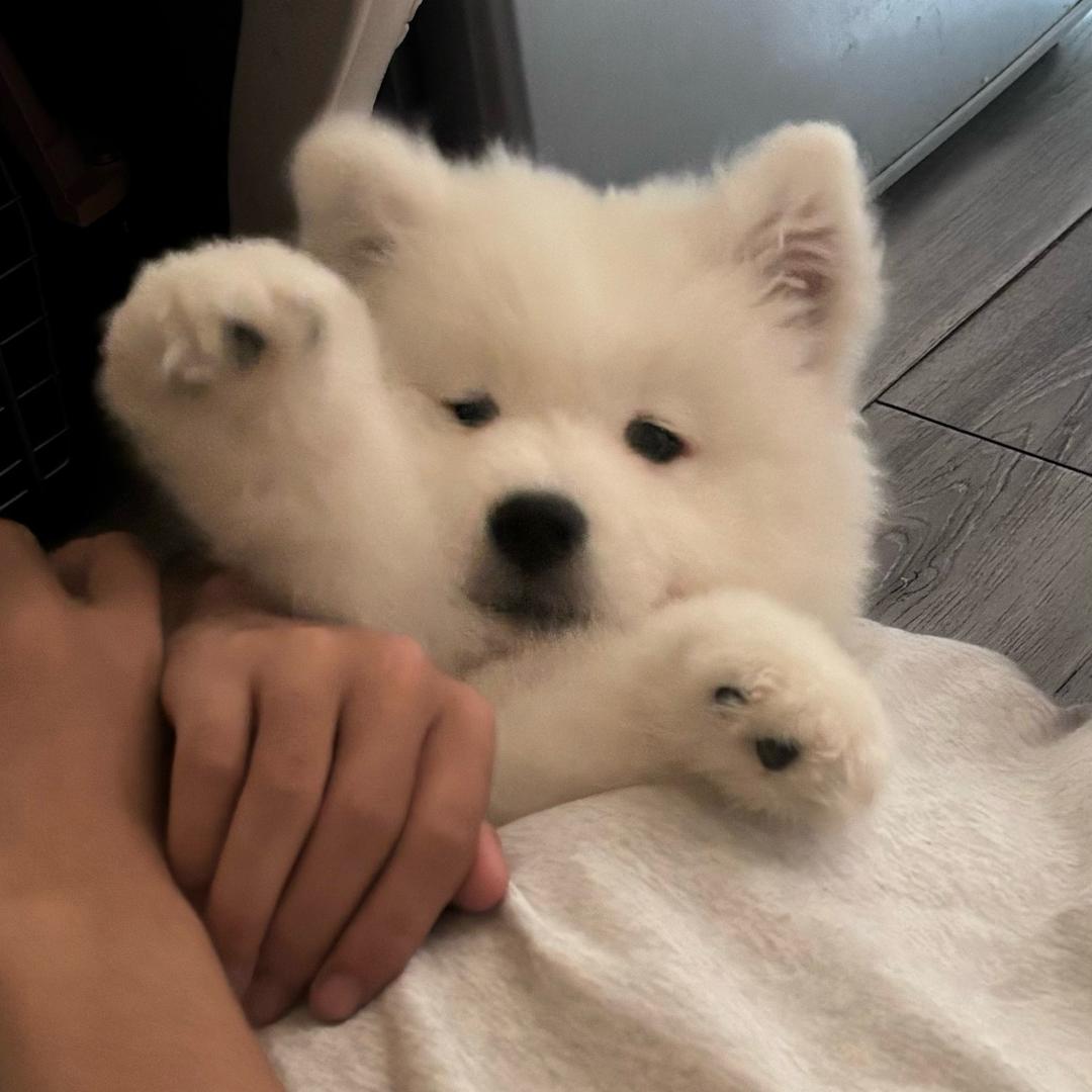 少耶