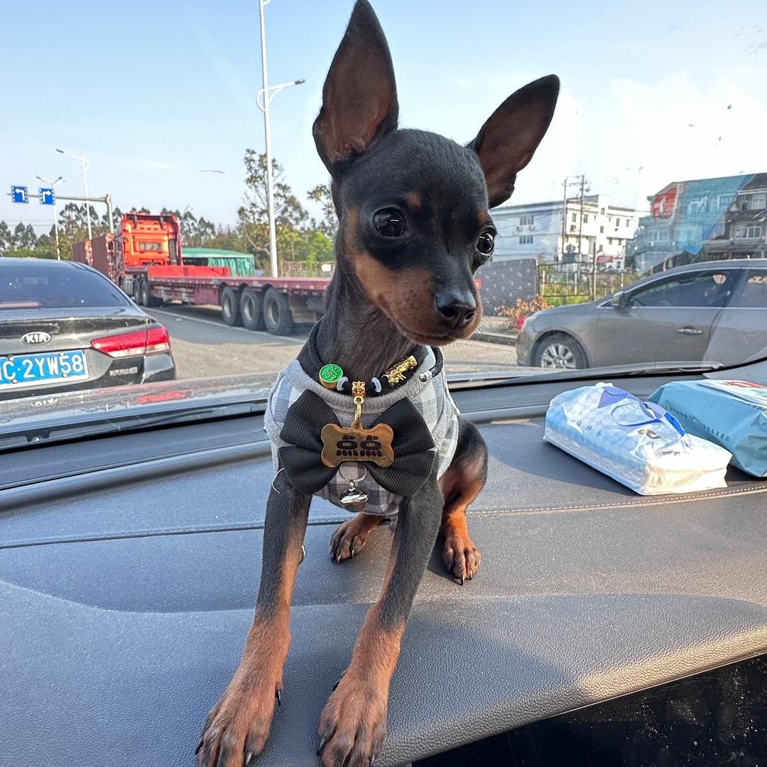 小不点是只小鹿