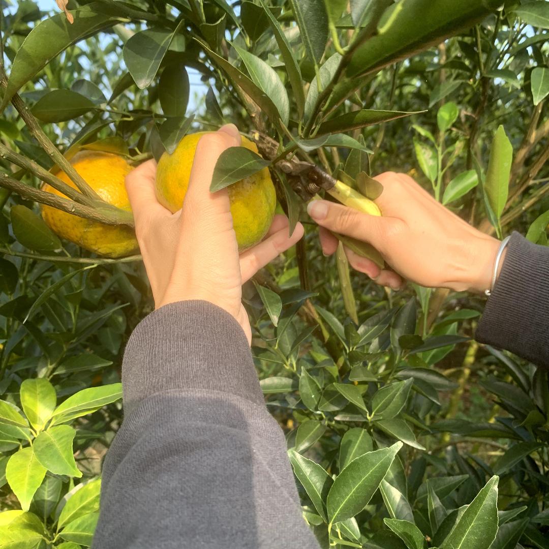 新会柑之醇陈皮源头果园