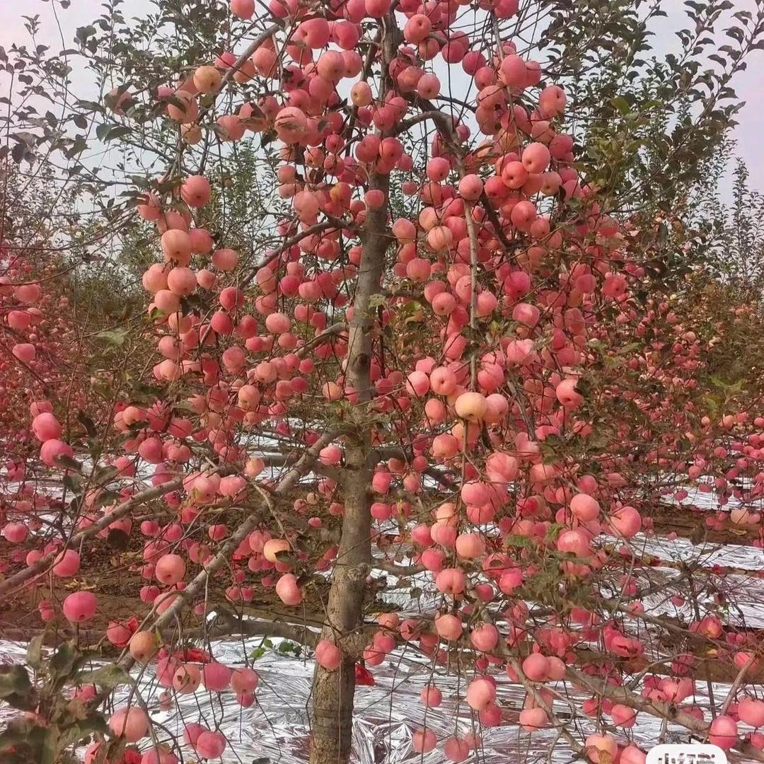 晶莹果园