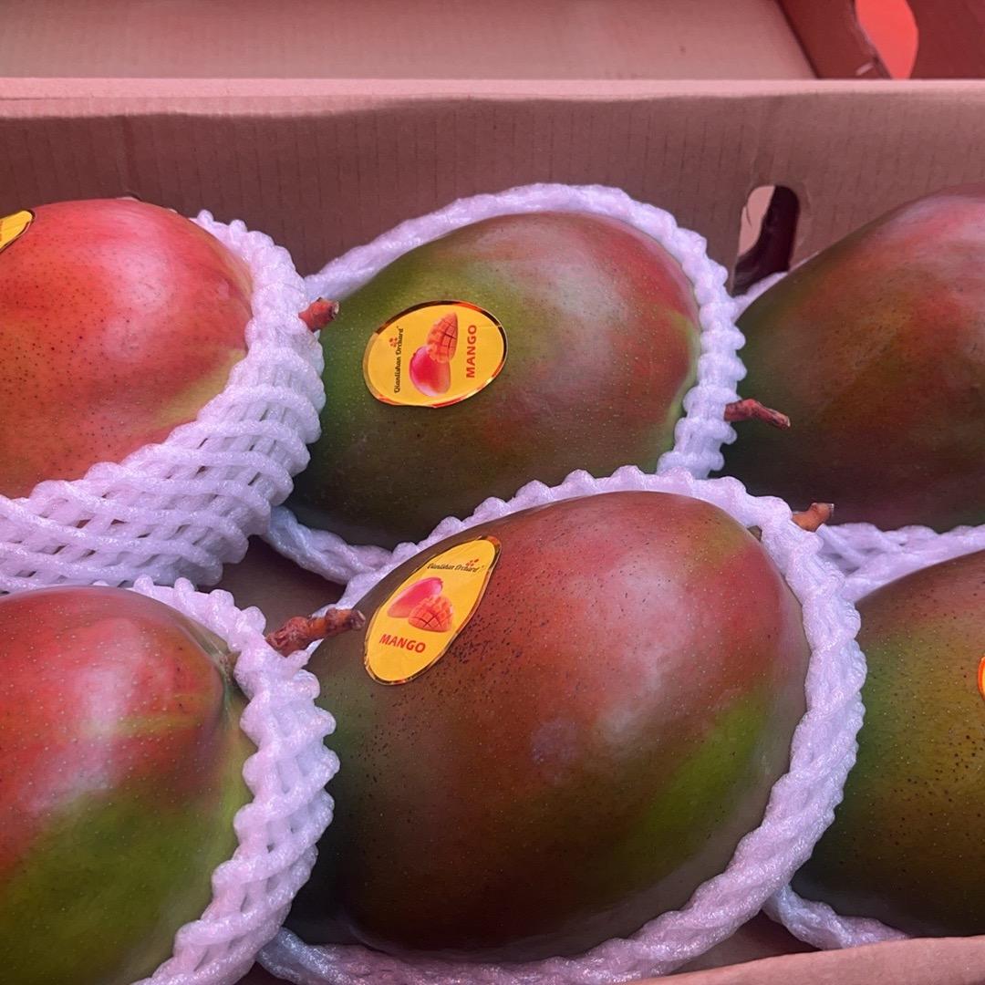 丽江芒果🥭小八