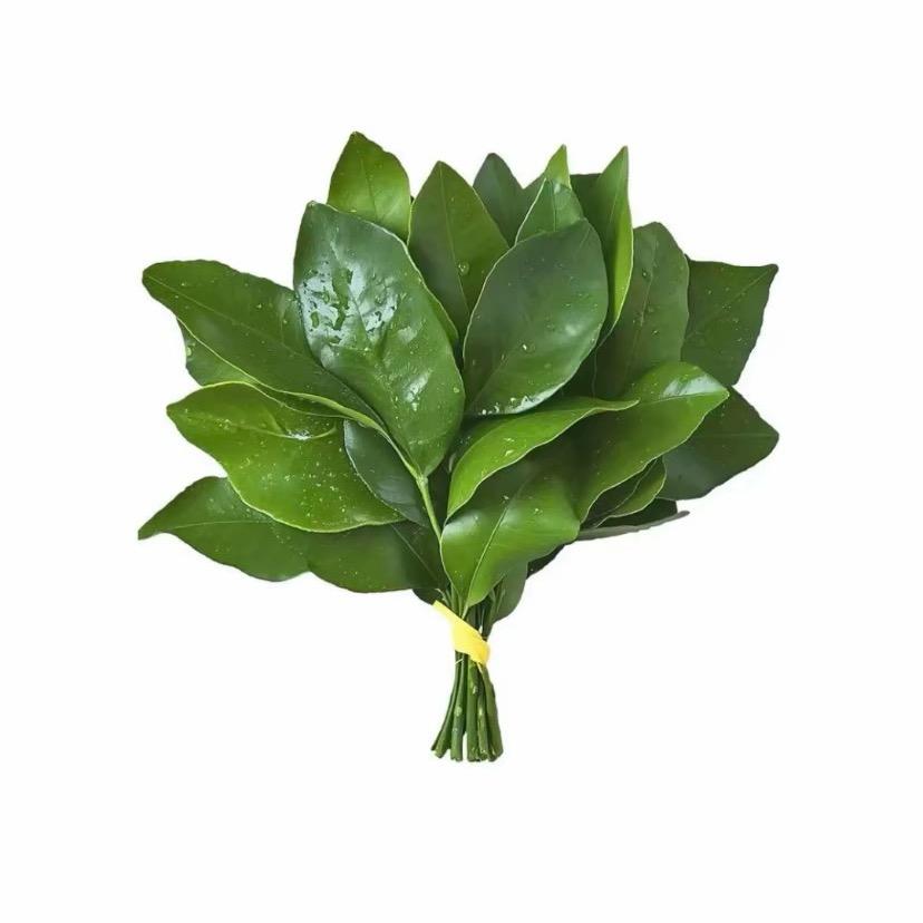 -清纯的折耳根-.