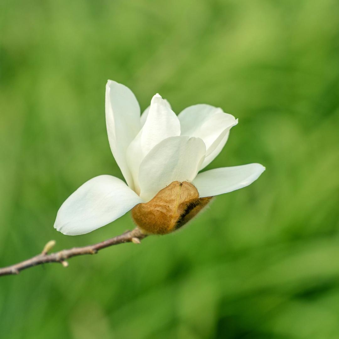 兰衣Qingkong