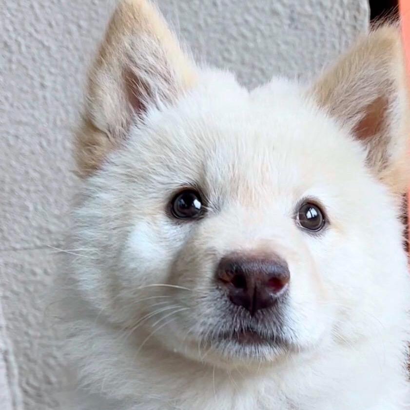 宁宁中华田园犬