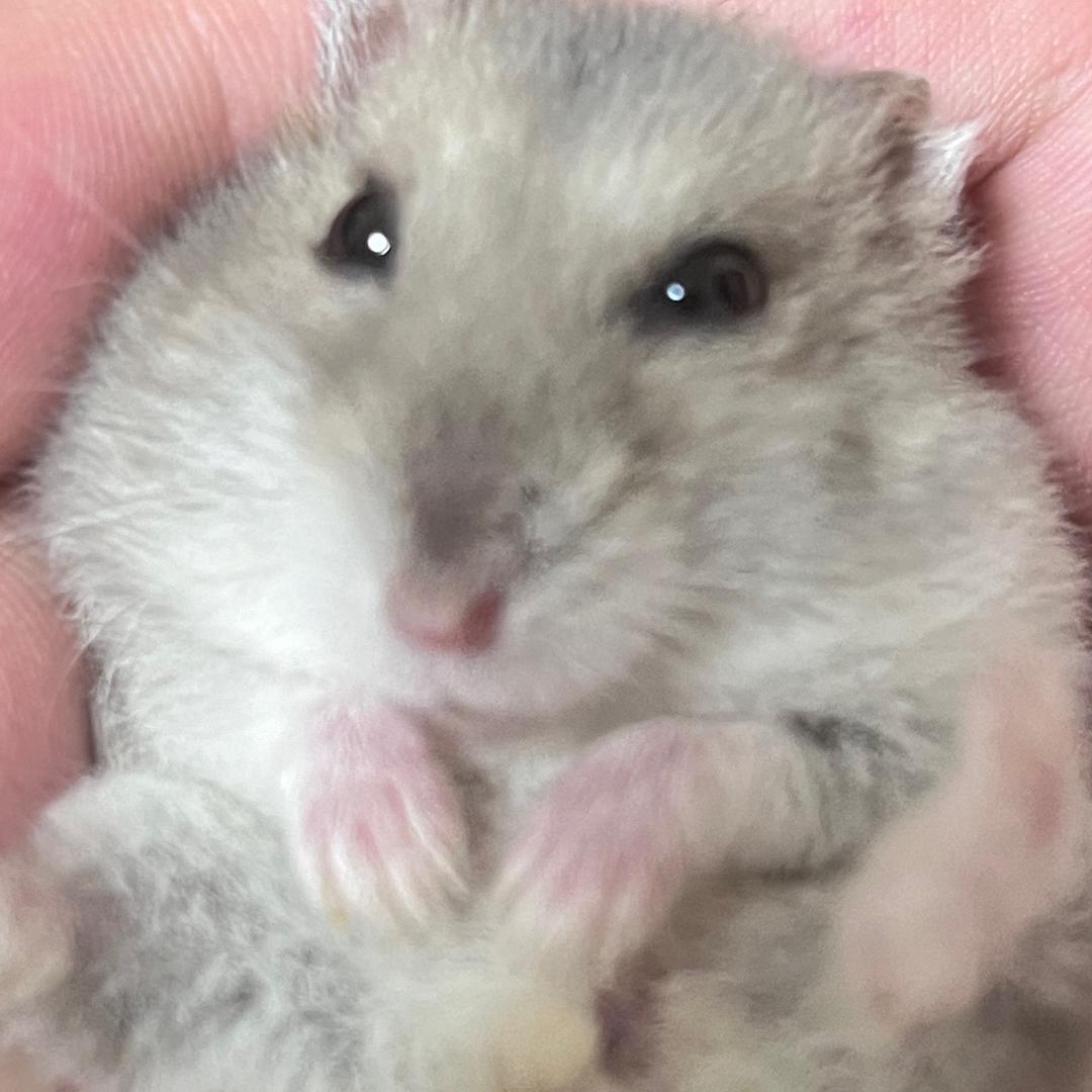 温溫鼠•︡ ‿ •︠ᐝ