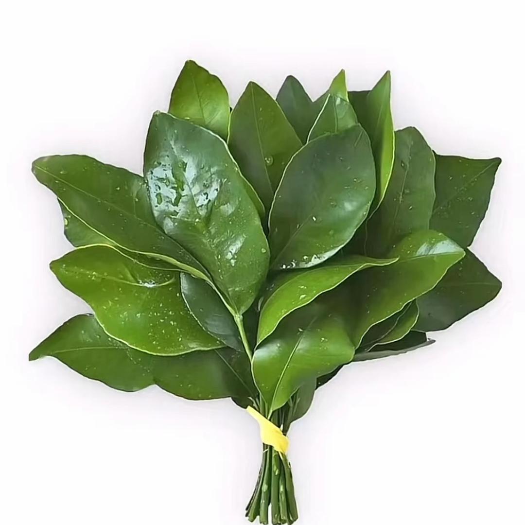 ㅤㅤㅤㅤㅤㅤㅤㅤㅤᰔᩚ